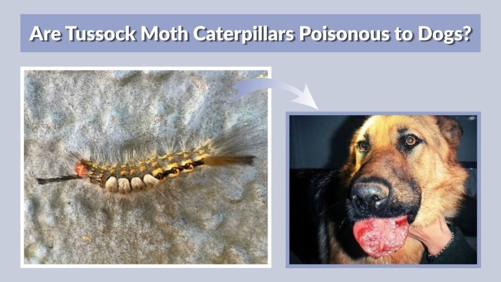 Are Tussock Moth Caterpillars Poisonous to Dogs?