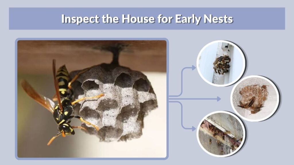 Inspect the House for Early Nests