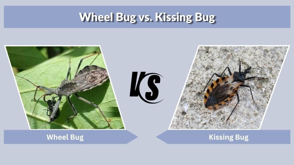 Wheel Bug vs. Kissing Bug