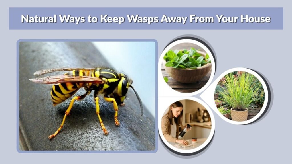 Natural Ways to Keep Wasps Away From Your House