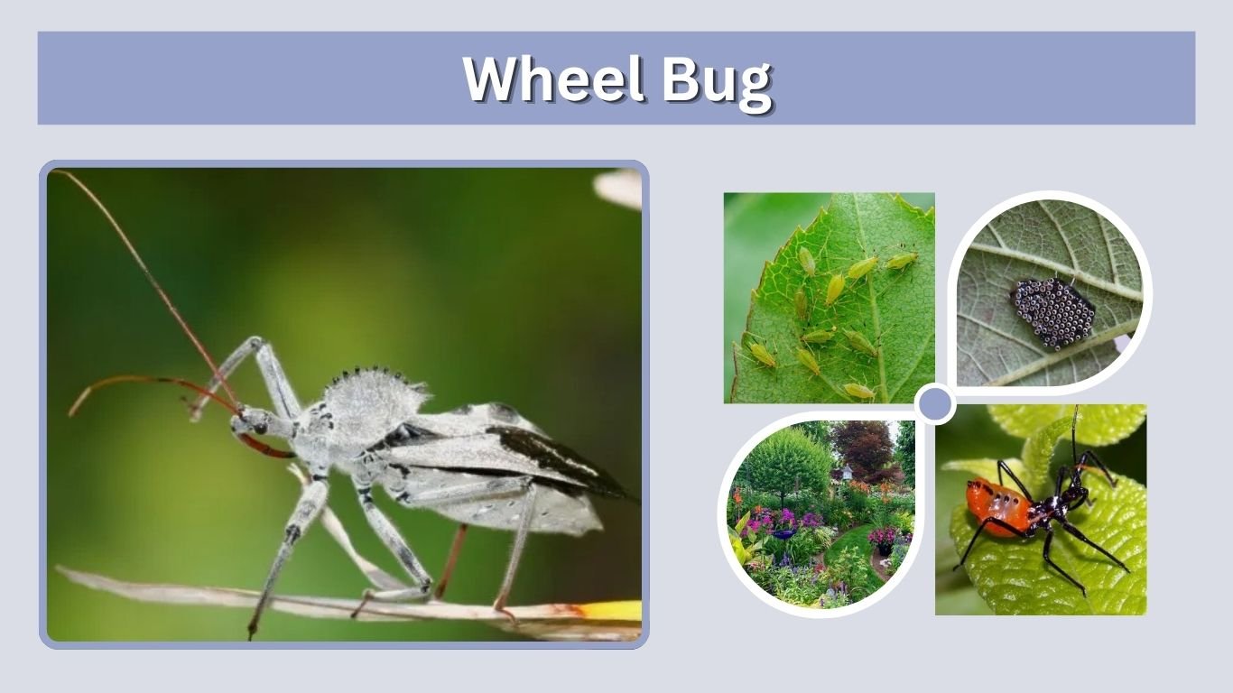 Wheel Bug: Identification, Bite, Nymph, Diet, and Facts