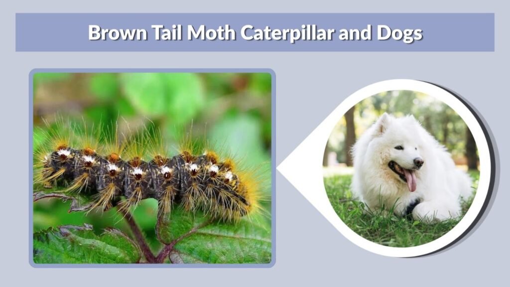 Brown Tail Moth Caterpillar and Dogs