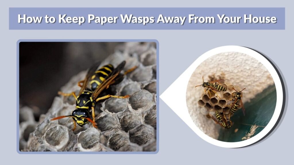 How to Keep Paper Wasps Away From Your House