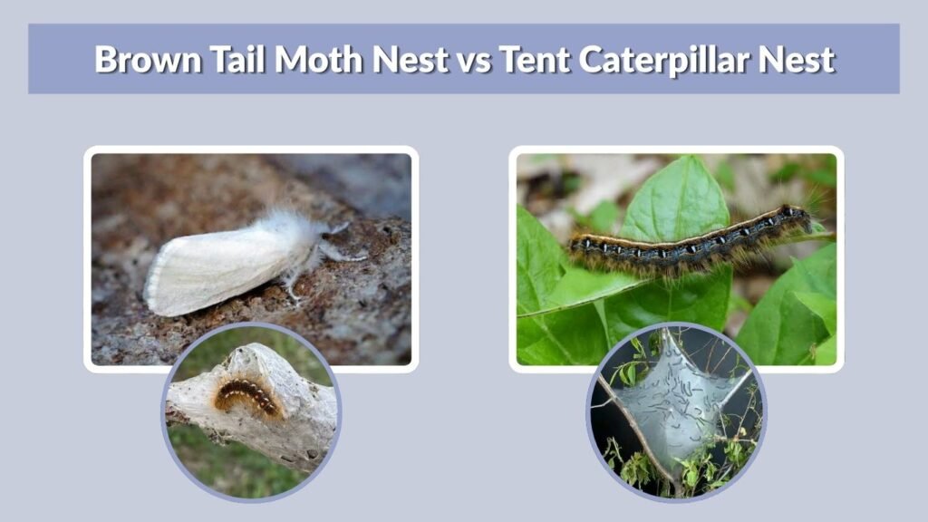 Brown Tail Moth Nest vs Tent Caterpillar Nest