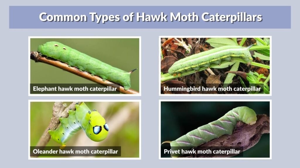 Common Types of Hawk Moth Caterpillars
