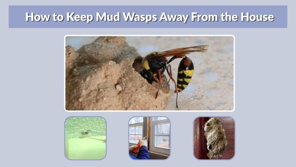 How to Keep Mud Wasps Away From the House