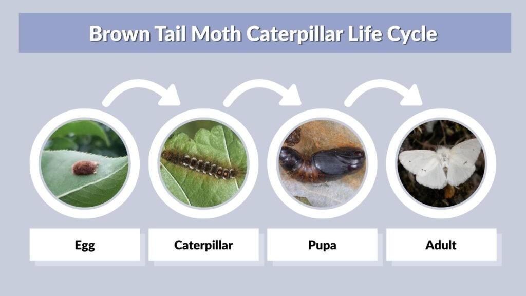Brown Tail Moth Caterpillar Life Cycle