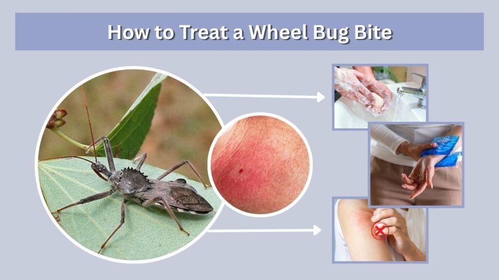 How to Treat a Wheel Bug Bite