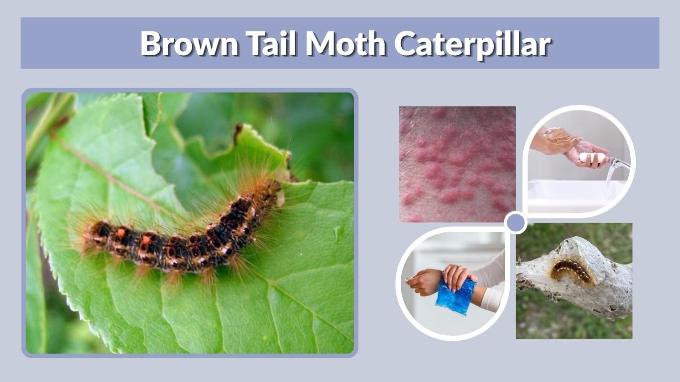 Brown Tail Moth Caterpillar: Rash, Symptoms and Treatment