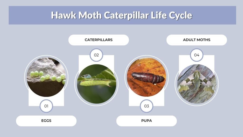 Hawk Moth Caterpillar Life Cycle