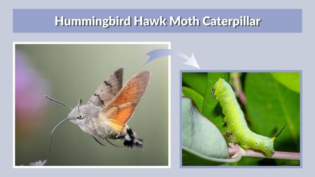 Hummingbird Hawk Moth Caterpillar