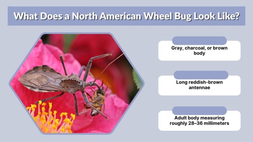 What Does a North American Wheel Bug Look Like?