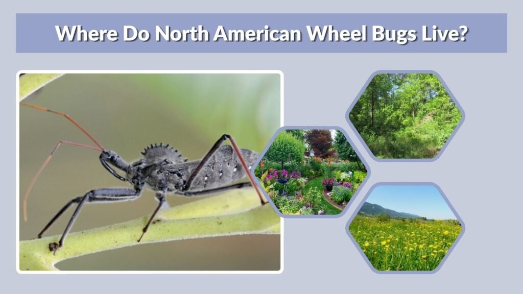 Where Do North American Wheel Bugs Live?