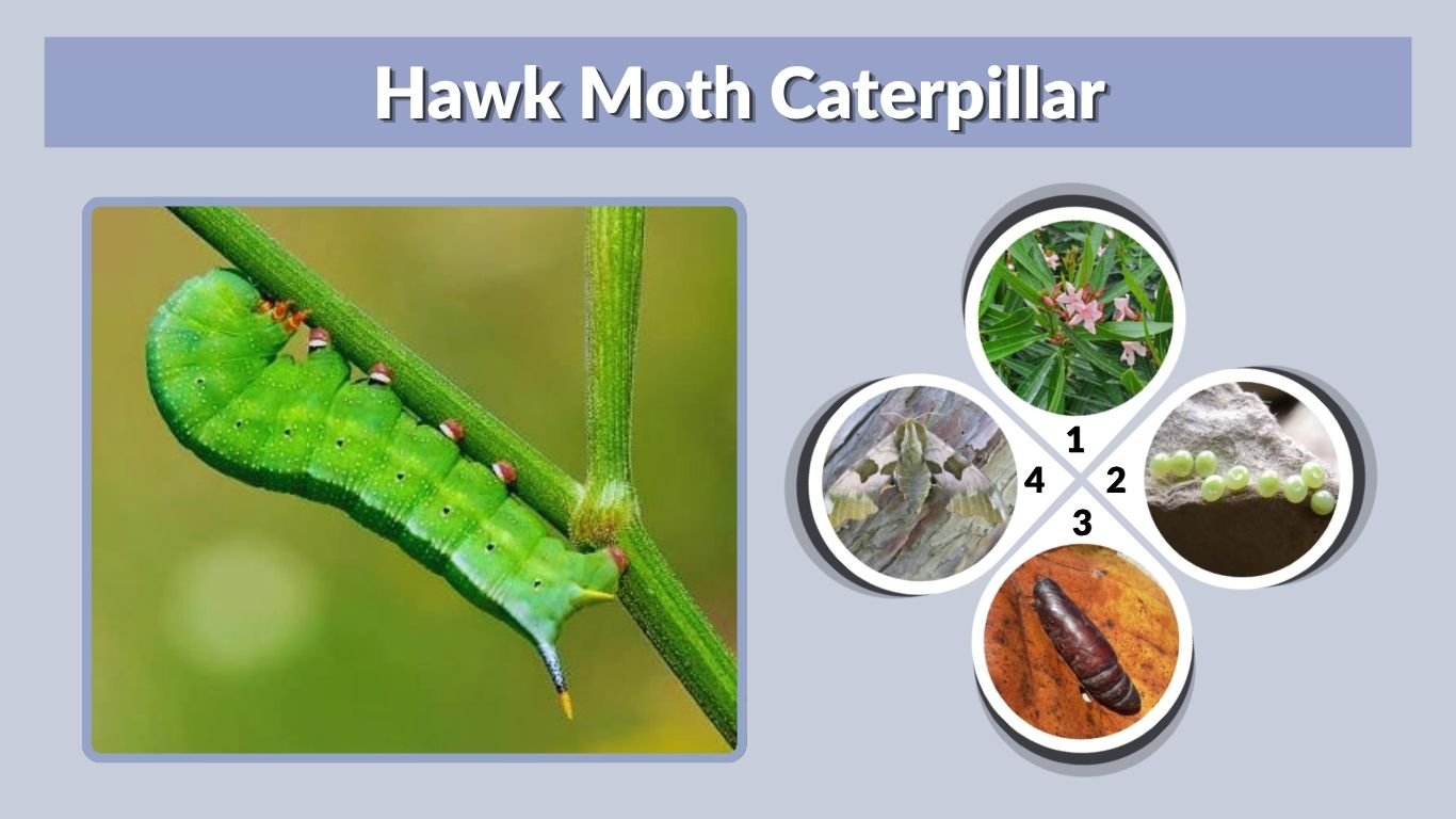 Hawk Moth Caterpillar: Identification, Types, Diet & Life Cycle