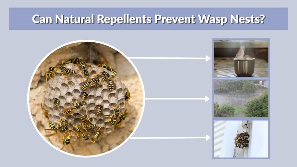 Can Natural Repellents Prevent Wasp Nests?