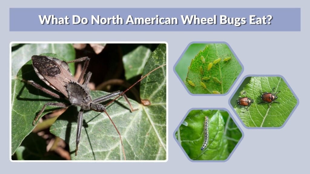 What Do North American Wheel Bugs Eat?