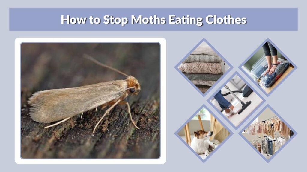 How to Stop Moths Eating Clothes