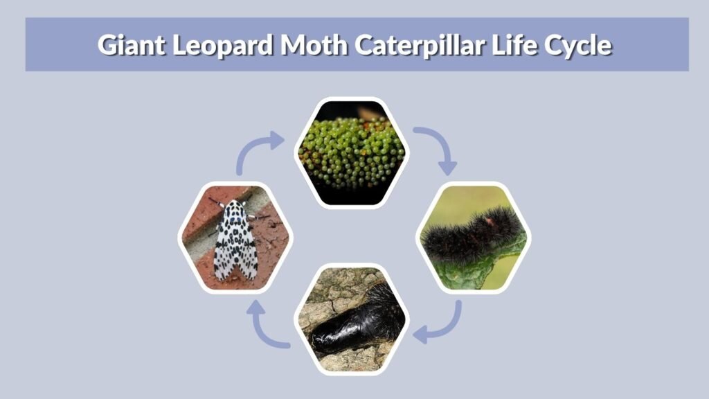 Giant Leopard Moth Caterpillar Life Cycle