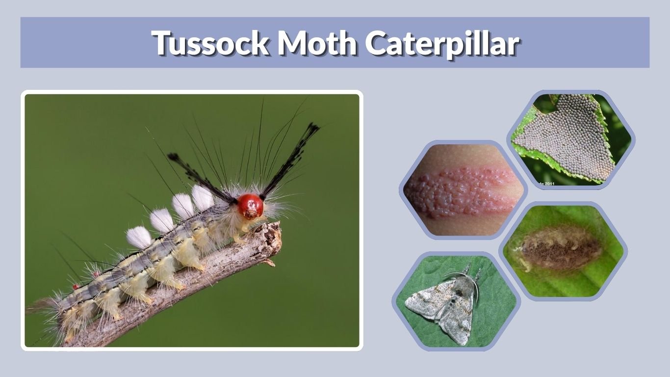 Tussock Moth Caterpillar: Identification, Rash and Control