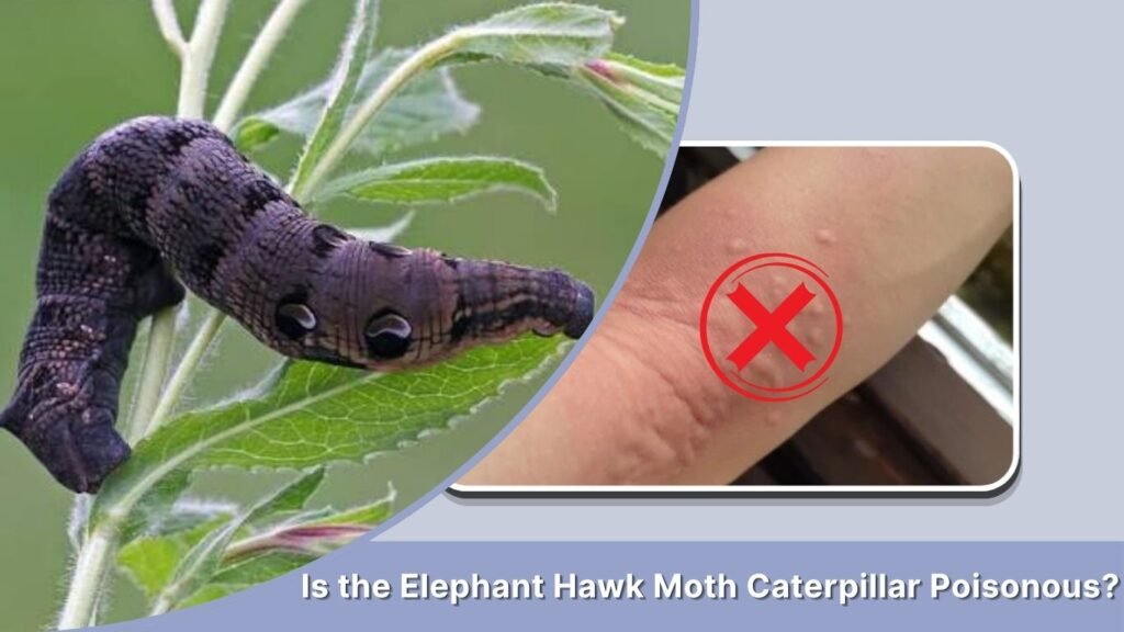 Is the Elephant Hawk Moth Caterpillar Poisonous?