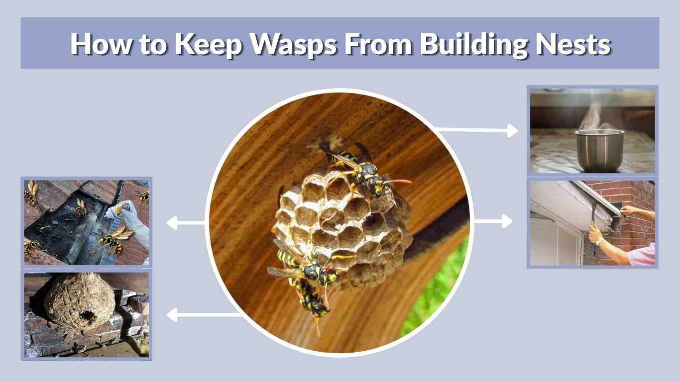 How to Keep Wasps From Building Nests Around Your Home