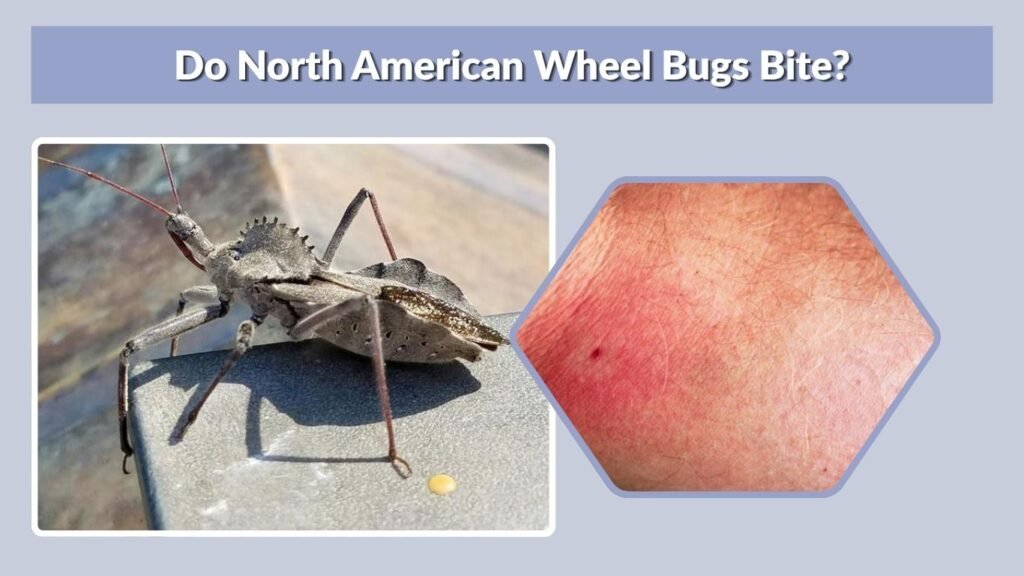 Do North American Wheel Bugs Bite?