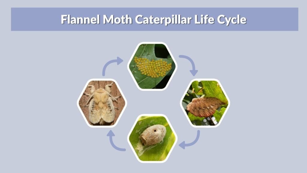 Flannel Moth Caterpillar Life Cycle