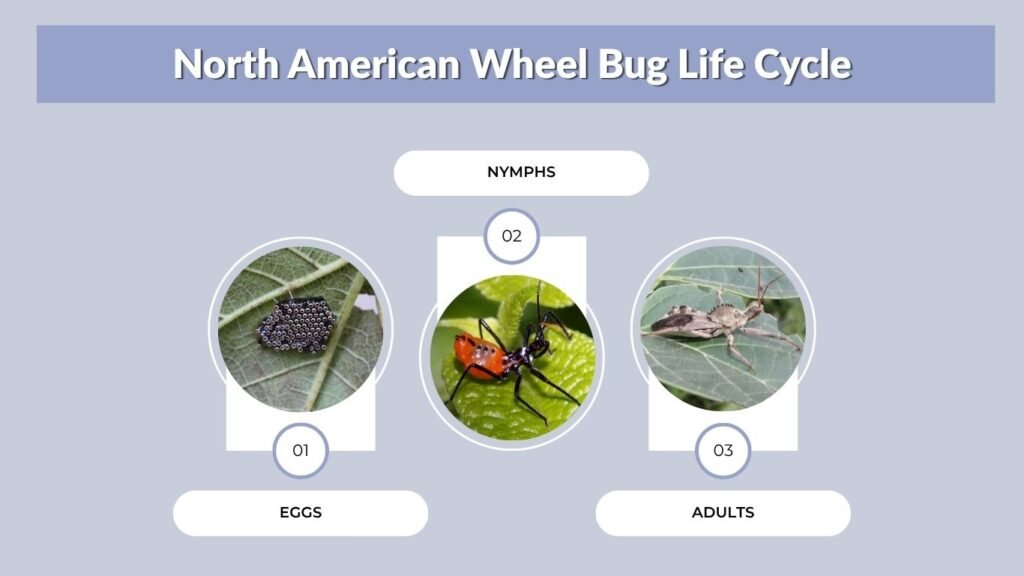 North American Wheel Bug Life Cycle