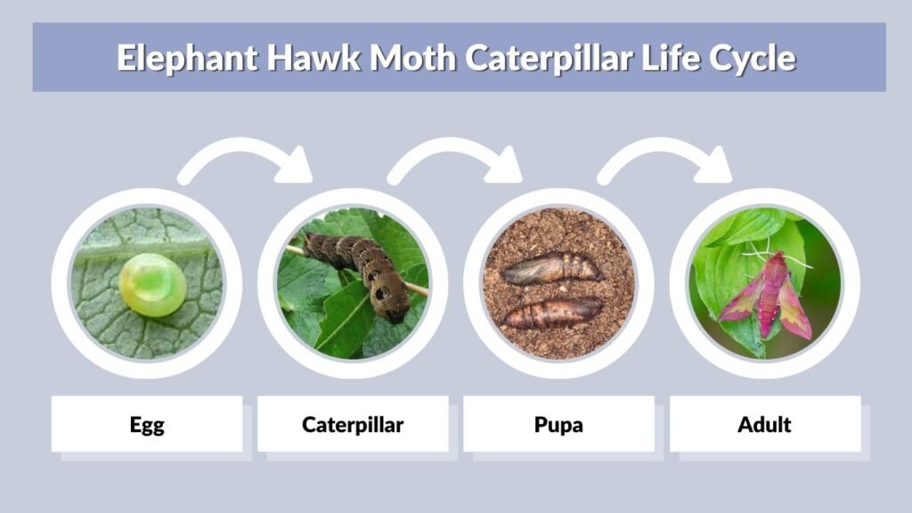 Elephant Hawk Moth Caterpillar Life Cycle