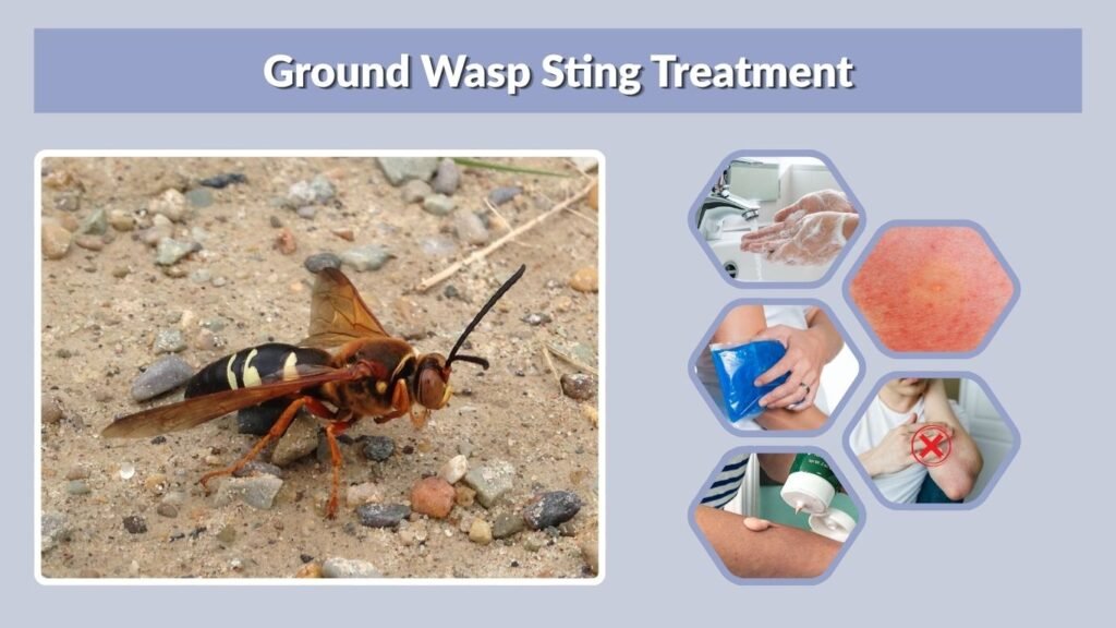 Ground Wasp Sting Treatment
