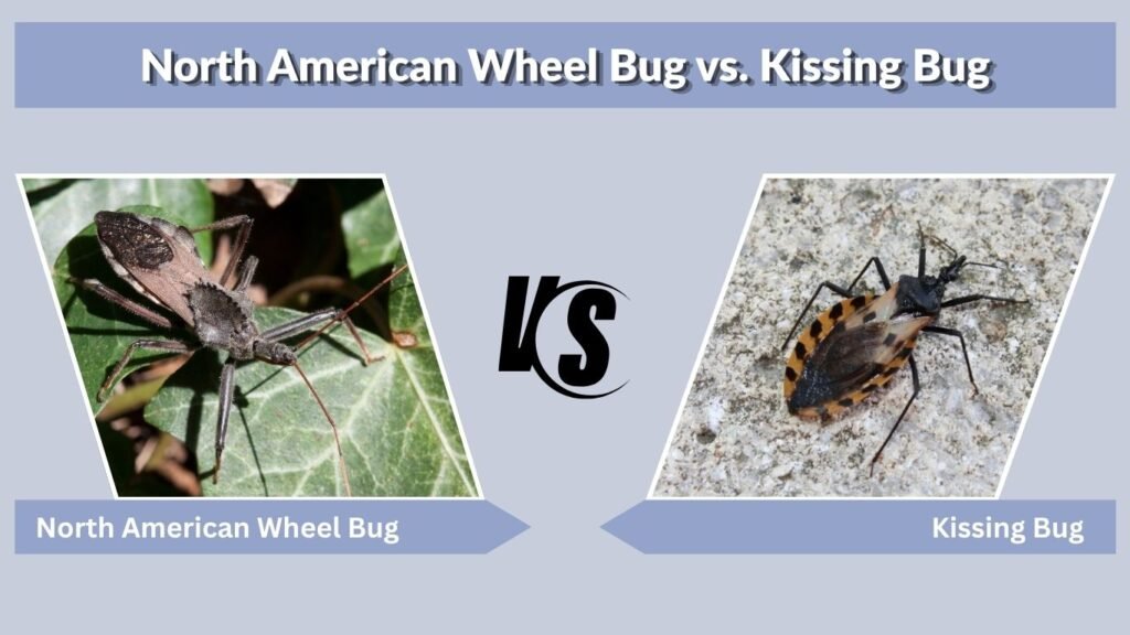 North American Wheel Bug vs. Kissing Bug