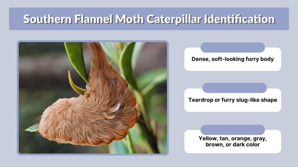 Southern Flannel Moth Caterpillar Identification