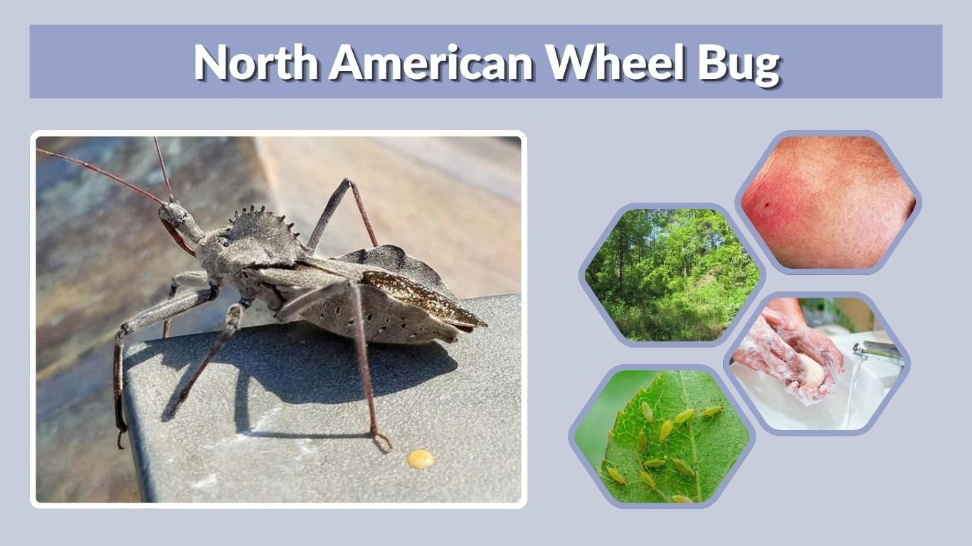 North American Wheel Bug: Bite, Nymph, Diet and Facts
