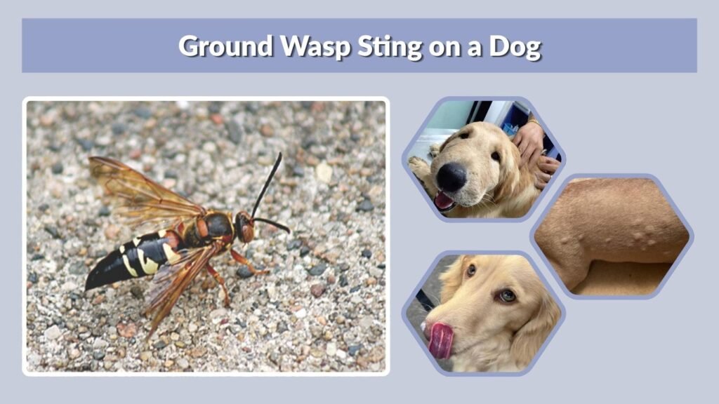 Ground Wasp Sting on a Dog