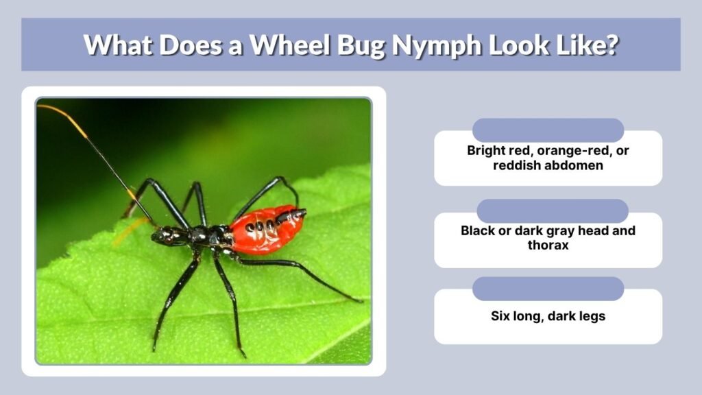 What Does a Wheel Bug Nymph Look Like?