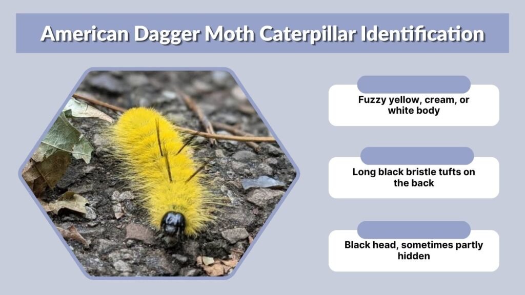 American Dagger Moth Caterpillar Identification
