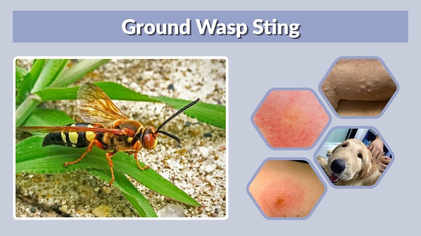 Ground Wasp Sting: Symptoms, Treatment and Relief