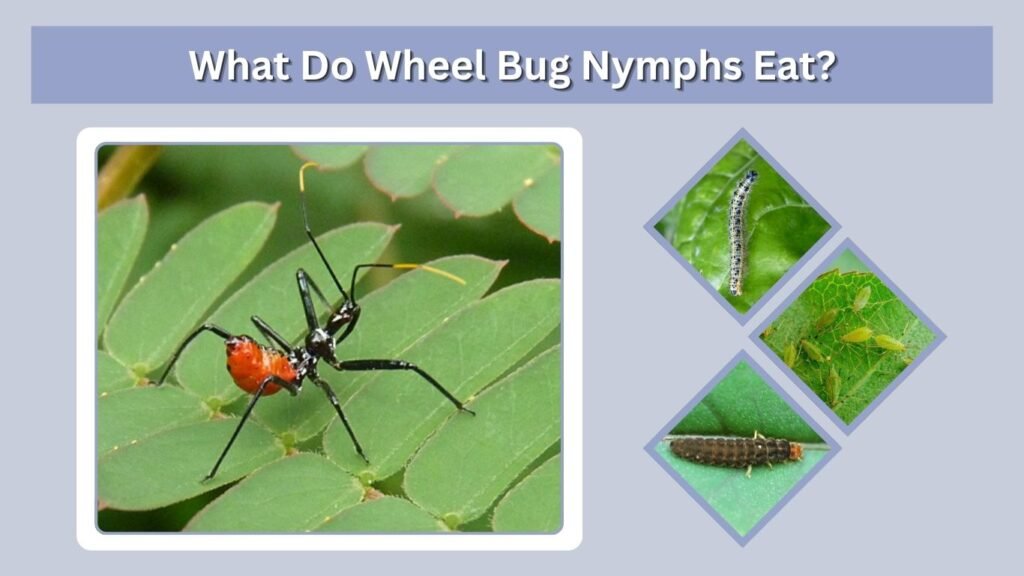 What Do Wheel Bug Nymphs Eat?