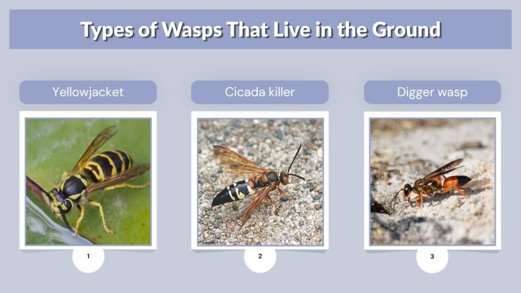 Types of Wasps That Live in the Ground