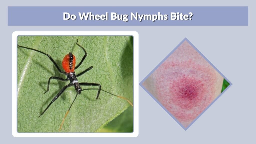 Do Wheel Bug Nymphs Bite?