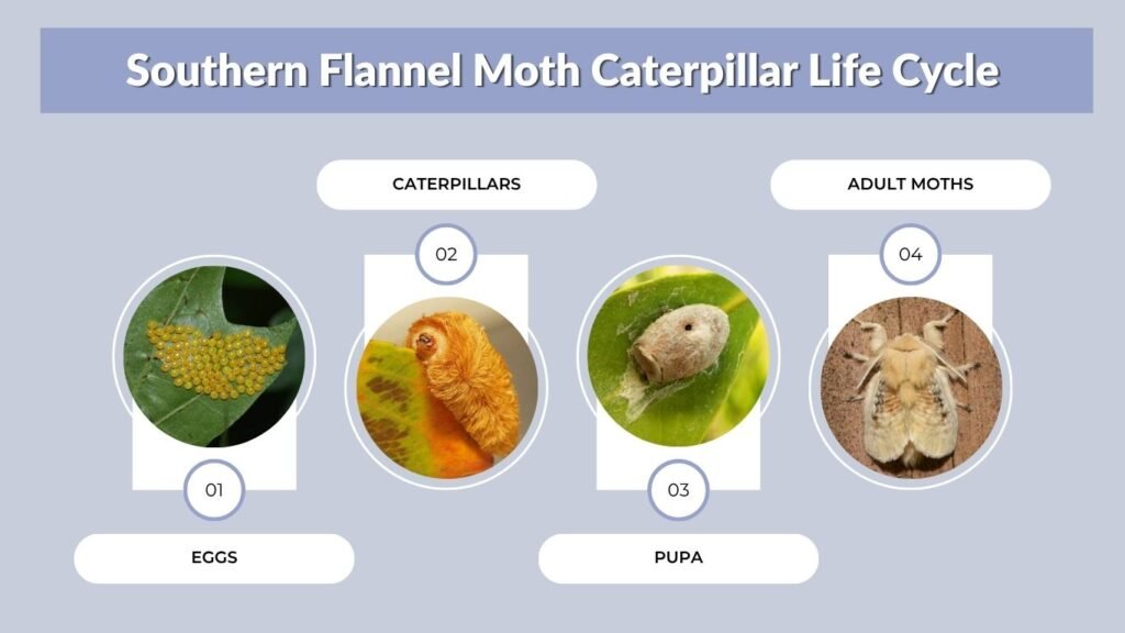 Southern Flannel Moth Caterpillar Life Cycle