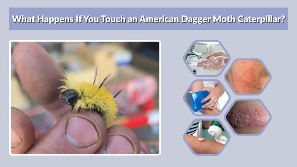 What Happens If You Touch an American Dagger Moth Caterpillar?