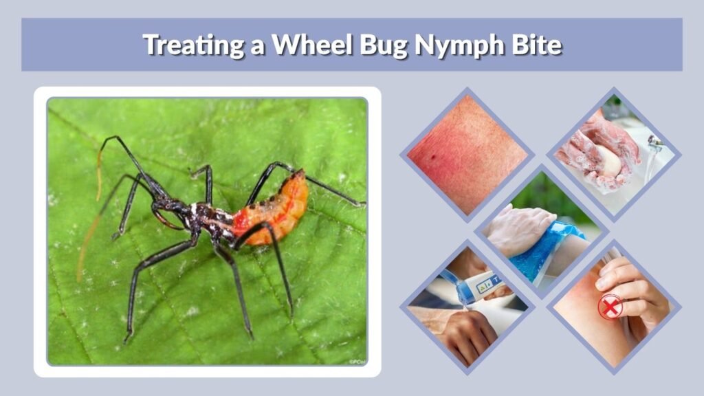 Treating a Wheel Bug Nymph Bite