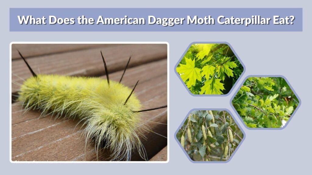 What Does the American Dagger Moth Caterpillar Eat?