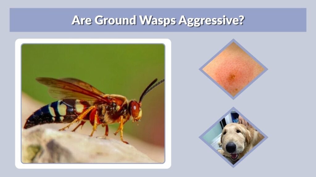 Are Ground Wasps Aggressive?