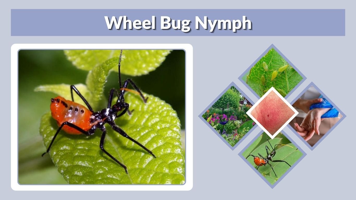 Wheel Bug Nymph: Identification, Stages, Bite, and Diet