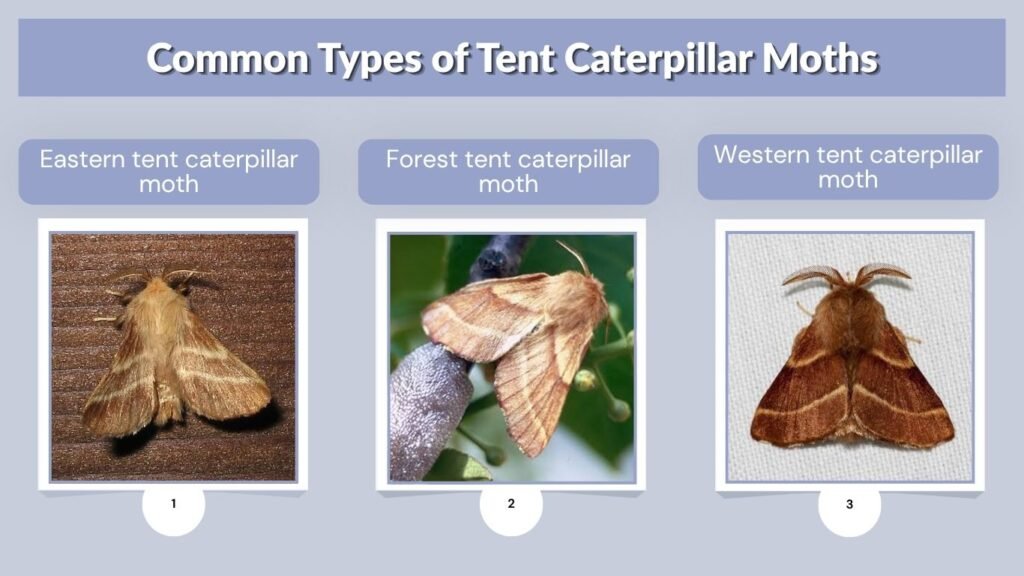 Common Types of Tent Caterpillar Moths
