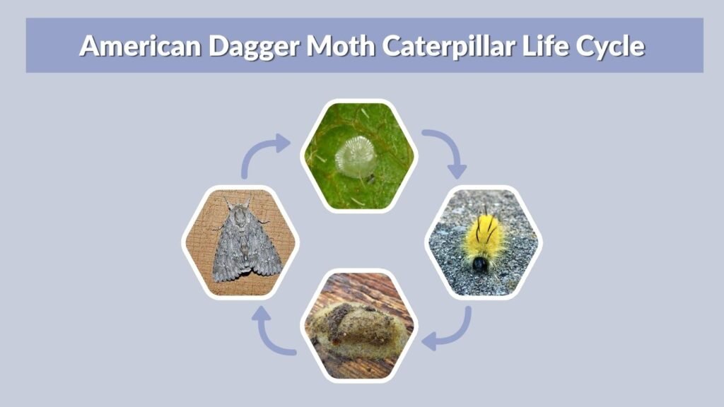 American Dagger Moth Caterpillar Life Cycle