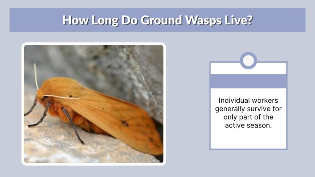 How Long Do Ground Wasps Live?