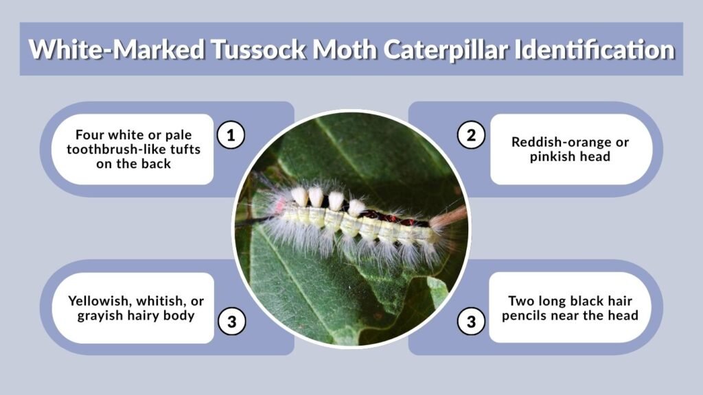White-Marked Tussock Moth Caterpillar Identification
